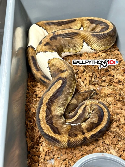 9 Egg Laying Pied Ball Python by Ball Pythons 101