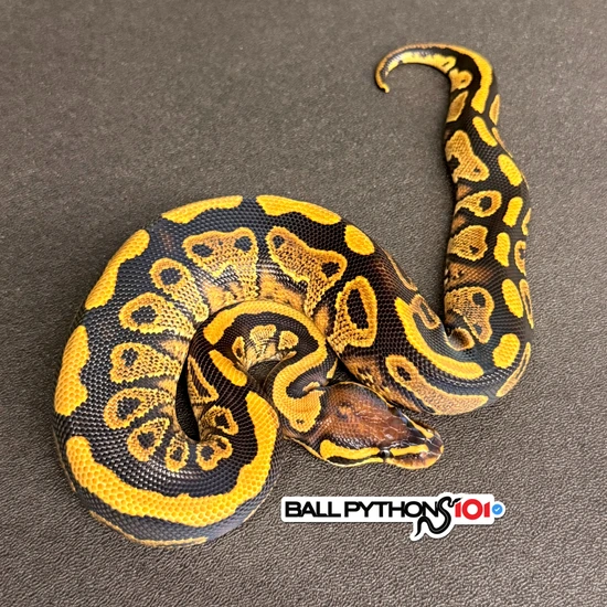 YB 💯 DBL Het Paint Clown Ball Python by Ball Pythons 101