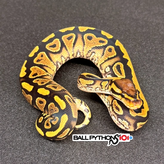 YB DBL 💯 Het Paint Clown Ball Python by Ball Pythons 101