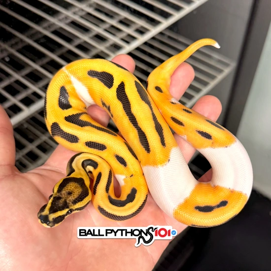 Super Orange Dream Desert Ghost Pied Ball Python by Ball Pythons 101