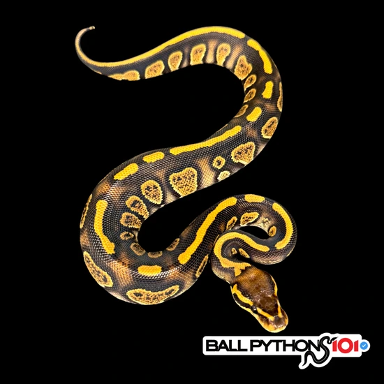 Stranger 💯 Het Clown Ball Python by Ball Pythons 101