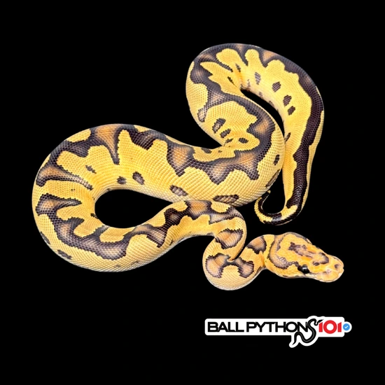 Fire Clown 💯 Het DG 50% Het Hypo Ball Python by Ball Pythons 101