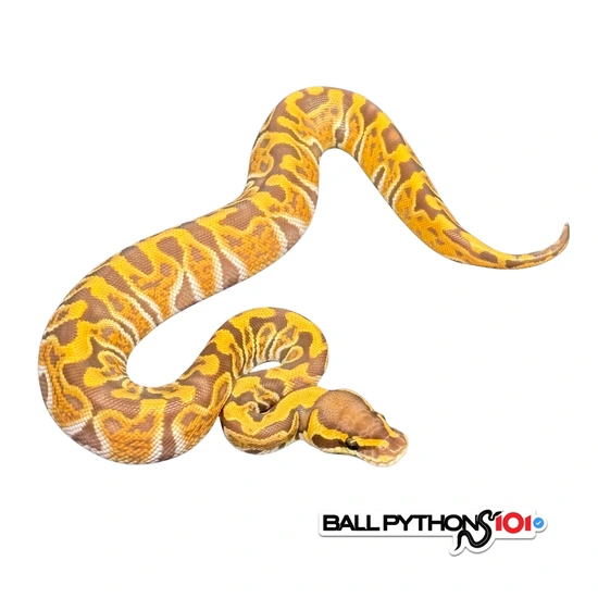 GHI Ultramel Het Clown Ball Python by Ball Pythons 101
