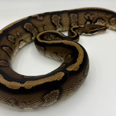 Stranger Yellow Belly Ball Python - male for sale from Ballpythons2020