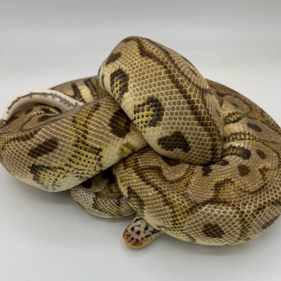 Pastel Red Stripe Spotnose Clown Male Ball Python - male for sale from Ballpythons2020