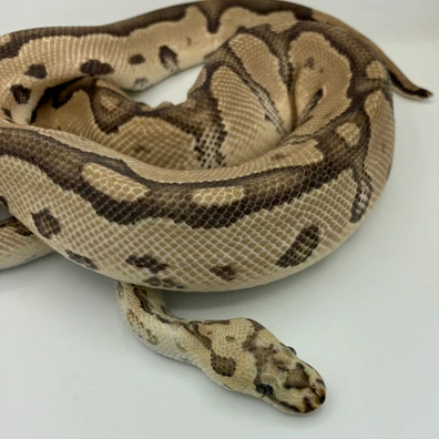 Fire Orange Dream Clown Ball Python - male for sale from Ballpythons2020