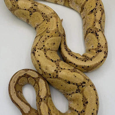 Banana Female Ball Python - female for sale from Ballpythons2020