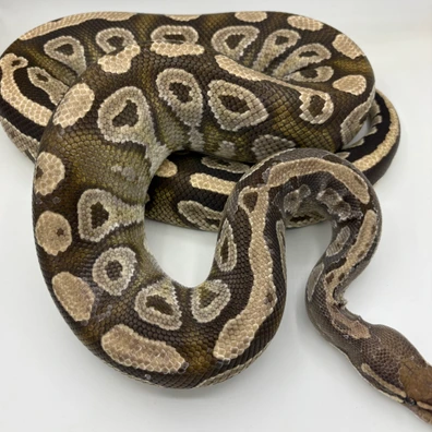 Mojave Dh Hypo Puzzle Breedermale Ball Python - male for sale from Ballpythons2020