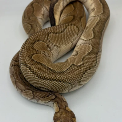 (Pastel) Phantom Red Stripe Clown Male Ball Python - male for sale from Ballpythons2020