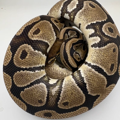Web Het Clown Female Ball Python - female for sale from Ballpythons2020