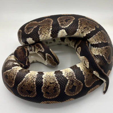 Orbit Het Clown Breeder Male Ball Python - male for sale from Ballpythons2020
