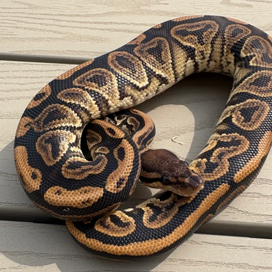 Cinnamon Crypton Het Desert Ghost Ball Python - male for sale from Ballpythons2020