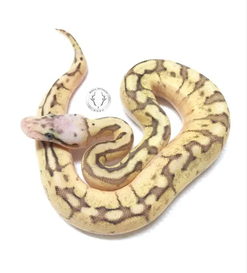 Ball Python Spider Female Worlds First Bongo Vanilla Spider Pastel Female Ball Python by Ball ...