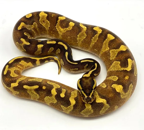 Enchi Super Asphalt Ball Python by Ball Python Shed