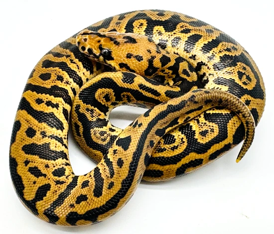 Super Spotnose Leopard Acid / Confusion Clown Ball Python by Ball ...