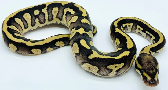 Acid Butter 66% DG DG Clown Ball Python by Ball Python Shed