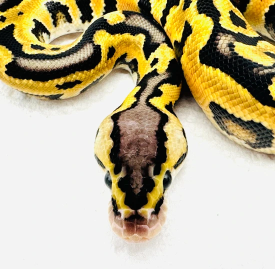 Pastel Puzzle 🧩 66% Het Ultramel “😈 Head Stamp” Ball Python by Ball ...