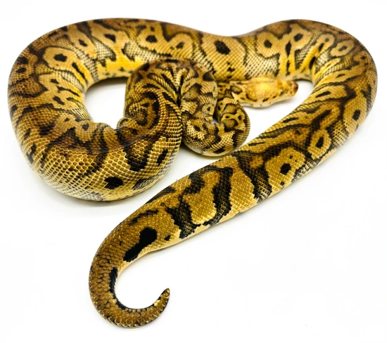 Acid Pastel Poss Spotnose Clown 🔥 READY TO BRED Ball Python by Ball ...