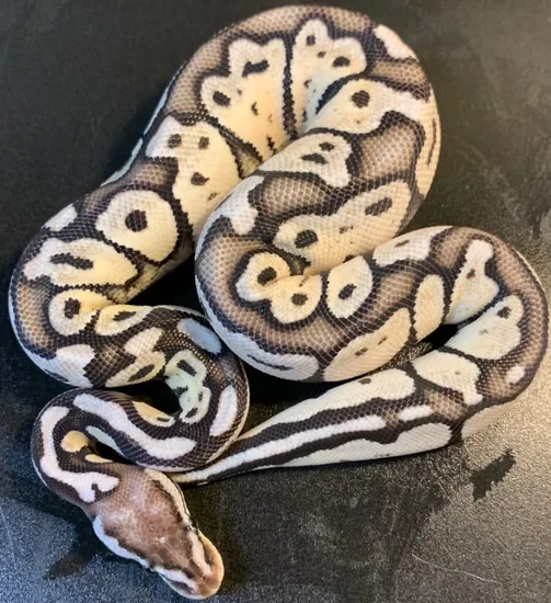Ball Python Rosa Shock 2021 Super Pastel TSk Axanthic Female Ball Python by Ballroom Pythons South