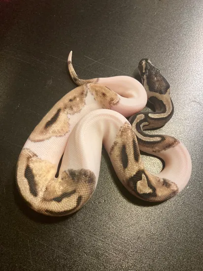 2022 TSK Axanthic Pastel Piebald 44% White Female Ball Python by ...