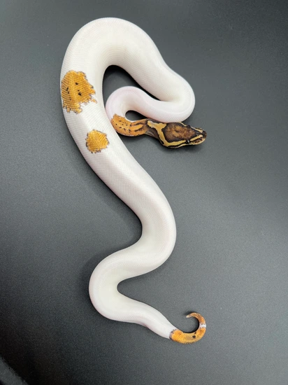 2024 Metal Flake Piebald 82% White Het Orange Ghost Female Ball Python ...