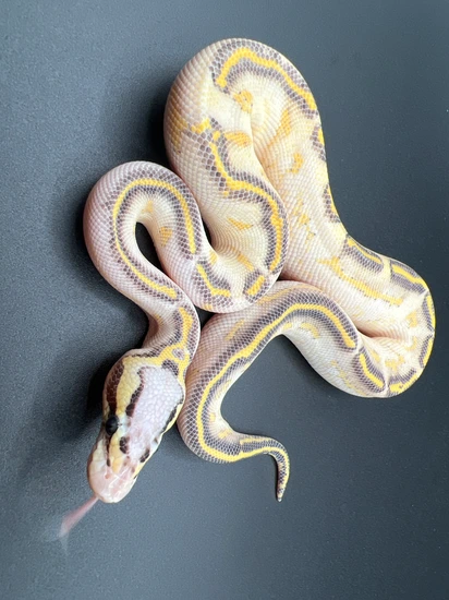 2024 Pastel Highway Male Ball Python by Ballroom Pythons South