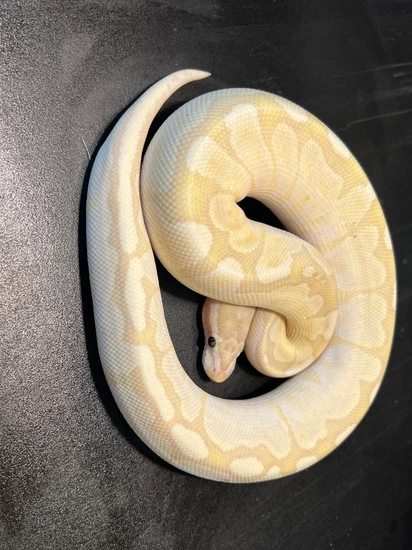2024 Banana Bamboo Male Ball Python by Ballroom Pythons South