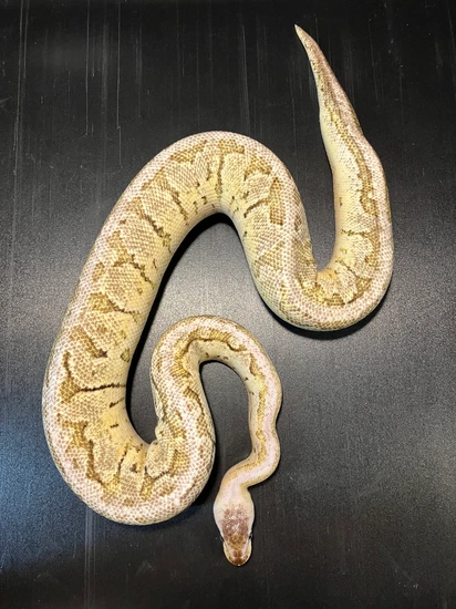 2022 TSK Axanthic Fire Fly Pinsitripe Male Ball Python by Ballroom ...