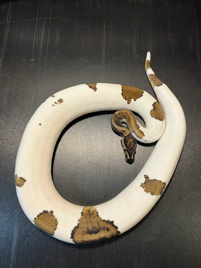 Metal Flake Piebald Female Ball Python by Ballroom Pythons South