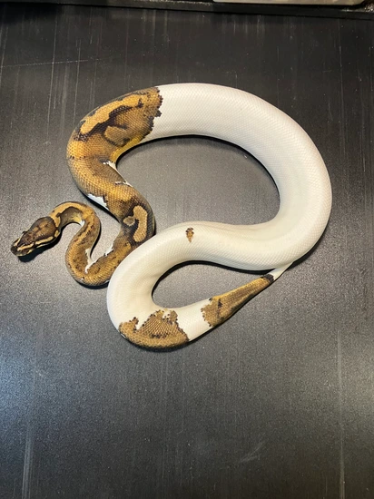 Metal Flake Piebald Male Ball Python by Ballroom Pythons South