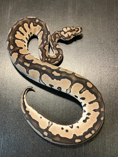 2024 Vpi Axanthic Clown Pale Female Ball Python by Ballroom Pythons South