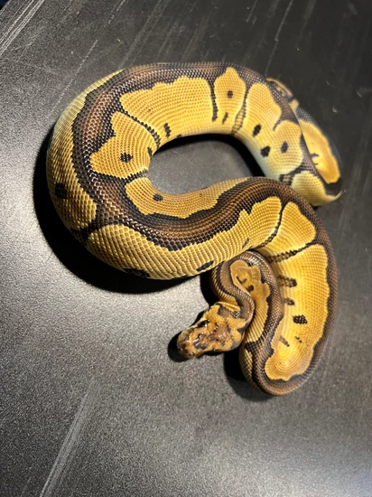 2024 Clown Het Puzzle Male Ball Python by Ballroom Pythons South