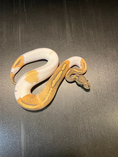 2024 Orange Ghost Metal Flake Piebald 61% White Female Ball Python by ...