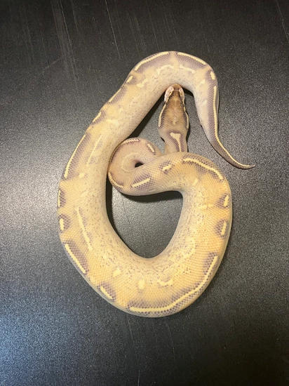 2024 Highway Male Ball Python by Ballroom Pythons South