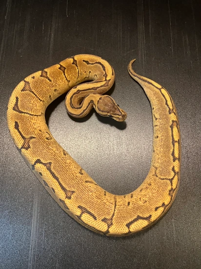 2024 Calico Enchi Pinstripe Het Piebald Female Ball Python by Ballroom ...