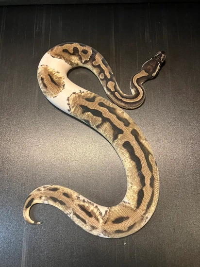2024 TSK Axanthic Piebald 11% White Female Ball Python by Ballroom ...