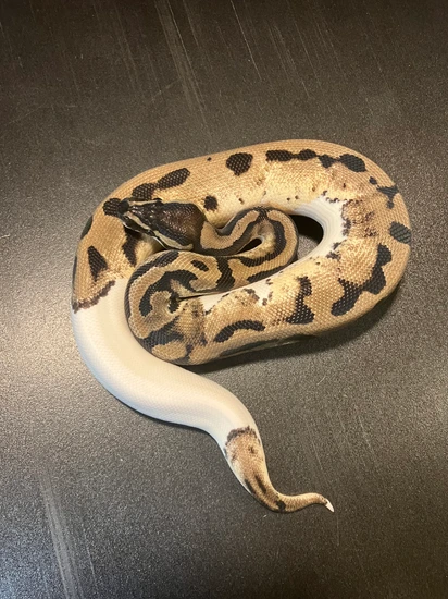 2024 TSK Axanthic Pastel Piebald 12% White Male Ball Python by Ballroom ...
