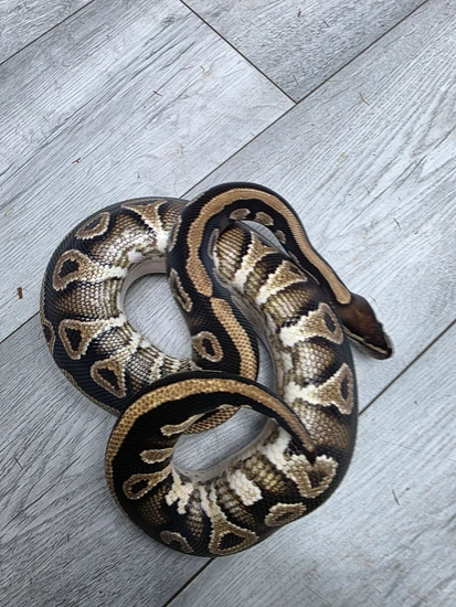 Phantom Pos Lace Yellow Belly Ph Genetic Stripe Ball Python by Balls2U