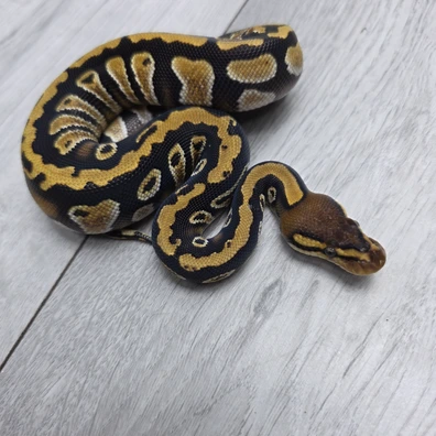 Cypress Saxon Het Clown