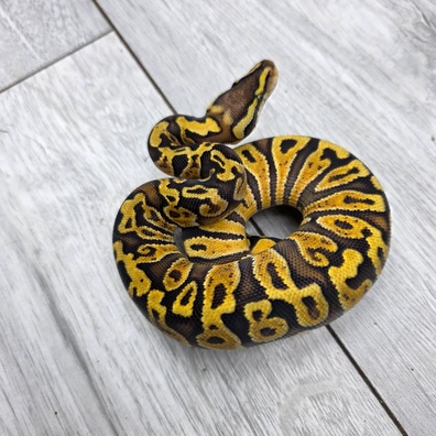 Pastel GHI Rhino Pos Het Hypo Pos Het Clown
