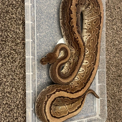 Black Pastel Pinstripe Fire Het Clown Ball Python - female for sale from Balls Galore UK