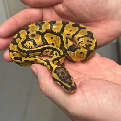 Fire Confusion Double Het Clown Het Genetic Stripe Ball Python - male for sale from Balls Galore UK