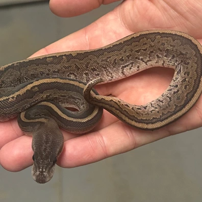 Cinnamon Pinstripe Het Sunset Ball Python - male for sale from Balls Galore UK