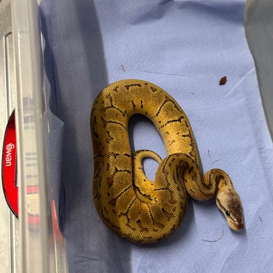 2025 Male Pastel Pinstripe Het Sunset Ball Python - male for sale from Balls Galore UK