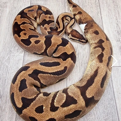 Proven Pied Low White Ball Python - female for sale from Balls Galore UK