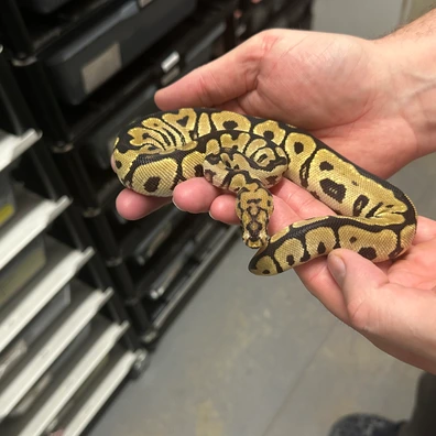 Male Spotnose Clown Ball Python - male for sale from Balls Galore UK