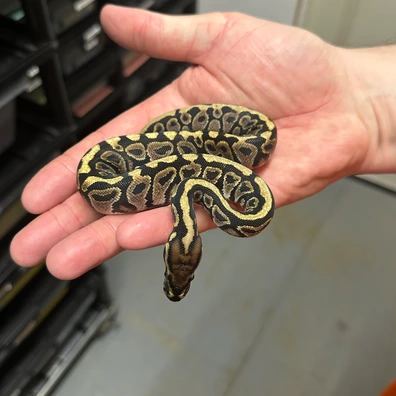 Male Hurricane Spotnose Het Clown Ball Python - male for sale from Balls Galore UK