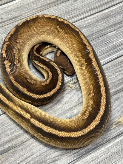 Black Magic Python Black Magic ODYB Calico *RTB* Ball Python by Balls Deep Reptiles LLC