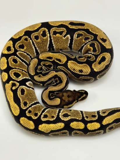 Vanilla 100% Het True Ghost Clown Ball Python by Balls Deep Reptiles LLC