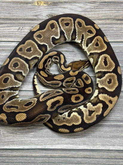 Special (Baker Line) Het Pied Ball Python by Balls Deep Reptiles LLC